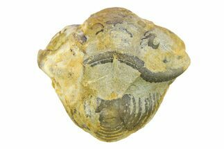 Wide, Enrolled Flexicalymene Trilobite - Indiana #287765
