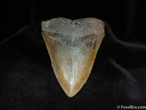 South Carolina Megaldon Tooth - Great Blade #85