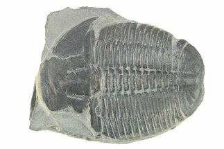Elrathia Trilobite Fossil - Utah #288963