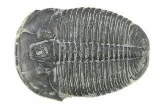 Elrathia Trilobite Fossil - Utah #288977