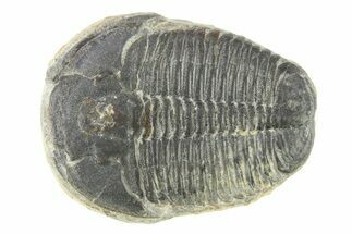 Elrathia Trilobite Fossil - Utah #288993