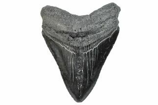 Serrated, Fossil Megalodon Tooth - South Carolina #288183