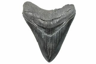 Serrated, Fossil Megalodon Tooth - South Carolina #288186