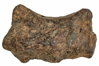 Agoudal Meteorites For Sale