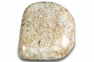 Polished Dinosaur Bone (Gembone) - Morocco #287528