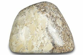 Polished Dinosaur Bone (Gembone) - Morocco #287531