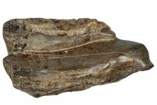 Fossil Dinosaur (Triceratops) Partial Tooth - Montana #288131