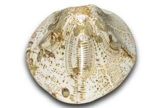 Polished Miocene Fossil Echinoid (Clypeaster) - Morocco #288934