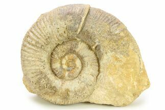 Jurassic Ammonite (Lytoceras) Fossil - France #289073