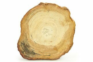 Polished Petrified Wood Round - Sweet Home, Oregon #289022