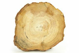 Polished Petrified Wood Round - Sweet Home, Oregon #289023
