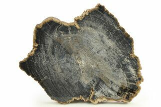 Polished Petrified Wood Slab - Sweet Home, Oregon #289044