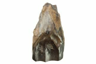 Fossil Dinosaur (Triceratops) Shed Tooth - Wyoming #289120