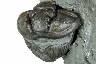 Wide, Enrolled Flexicalymene Trilobite - Indiana #289056