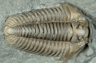 Flexicalymene Trilobite Fossil - Indiana #289060