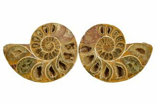 Jurassic Cut & Polished Ammonite Fossil - Madagascar #289378