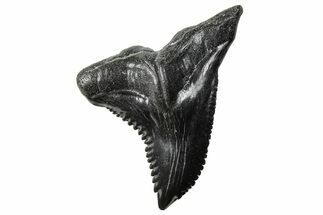Large, Snaggletooth Shark (Hemipristis) Tooth - South Carolina #289243
