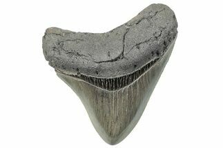 Serrated, Fossil Megalodon Tooth - South Carolina #289259