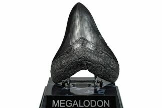 Serrated, Fossil Megalodon Tooth - South Carolina #289335