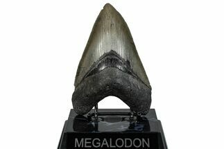Serrated, Fossil Megalodon Tooth - South Carolina #289338