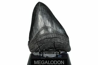Serrated, Fossil Megalodon Tooth - Massive SC Meg! #289374