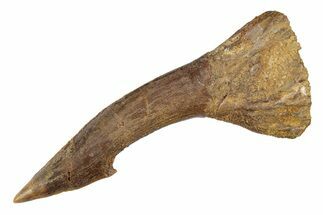 Fossil Sawfish (Onchopristis) Rostral Barb - Morocco #289435