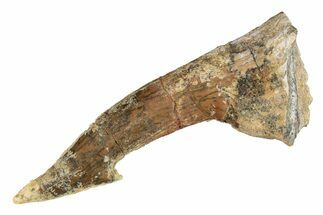 Fossil Sawfish (Onchopristis) Rostral Barb - Morocco #289436
