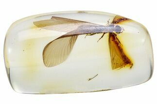Polished Colombian Copal ( g) - Contains Winged Termite! #286909