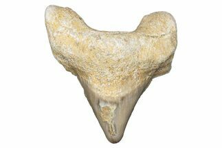 Pathological Otodus Shark Tooth - Morocco #289575