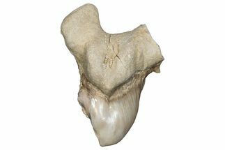 Pathological Otodus Shark Tooth - Morocco #289576