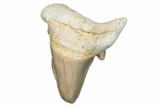Pathological Otodus Shark Tooth - Morocco #289582