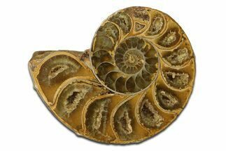 Jurassic Cut & Polished Ammonite Fossil (Half) - Madagascar #289253