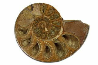 Jurassic Cut & Polished Ammonite Fossil (Half) - Madagascar #289325