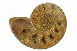 Jurassic Cut & Polished Ammonite Fossil (Half) - Madagascar #289326