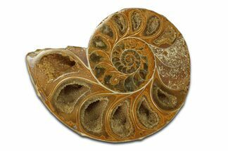 Jurassic Cut & Polished Ammonite Fossil (Half) - Madagascar #289353