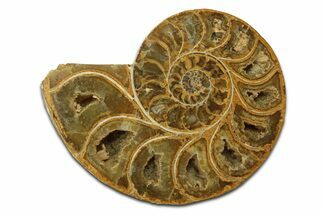 Jurassic Cut & Polished Ammonite Fossil (Half) - Madagascar #289362