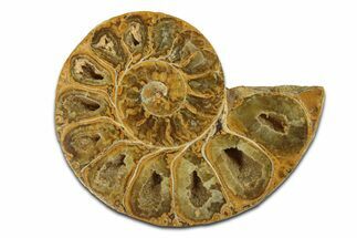 Jurassic Cut & Polished Ammonite Fossil (Half) - Madagascar #289363