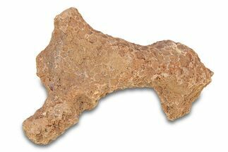 Fossil Tabulate Coral - Western Sahara, Morocco #289591