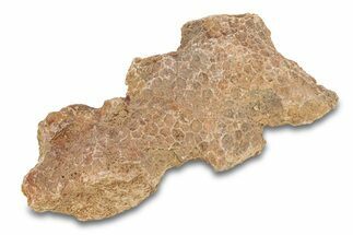 Fossil Tabulate Coral - Western Sahara, Morocco #289595