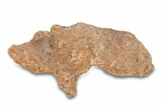 Fossil Tabulate Coral - Western Sahara, Morocco #289598