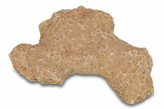 Fossil Tabulate Coral - Western Sahara, Morocco #289600