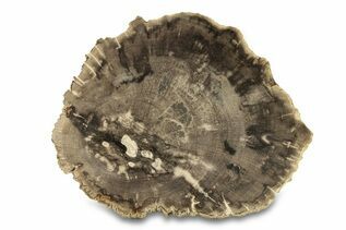 Buy Petrified Wood