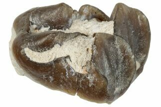 Fossil Horse (Mesohippus) Jaw Section - South Dakota #289506