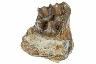 Fossil Horse (Mesohippus) Jaw Section - South Dakota #289518