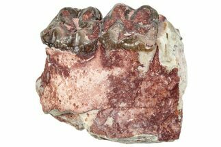 Fossil Horse (Mesohippus) Jaw Section - South Dakota #289546