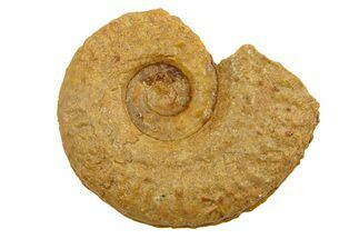 Jurassic Ammonite (Hildoceras?) Fossil - Morocco #289678