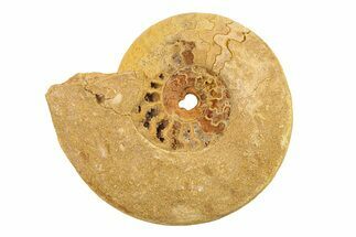 Jurassic Ammonite (Hildoceras?) Fossil - Morocco #289710