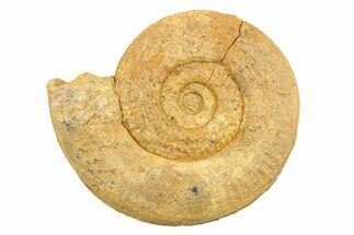 Jurassic Ammonite (Hildoceras?) Fossil - Morocco #289718