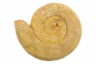 Jurassic Ammonite (Hildoceras?) Fossil - Morocco #289721