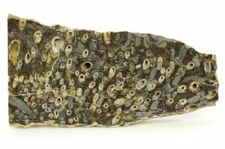 Polished Fossil Teredo (Shipworm Bored) Wood - England #289780